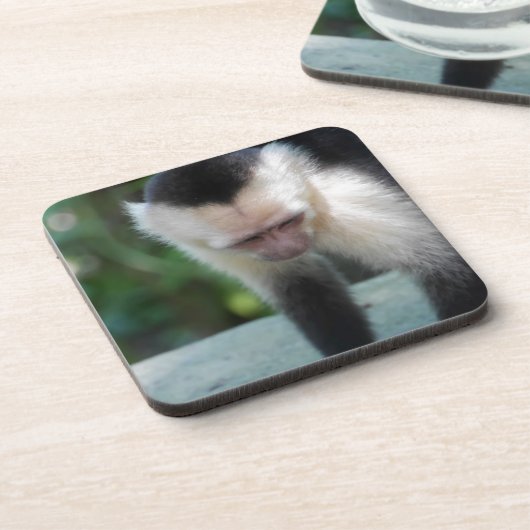 Capuchin Monkey.JPG Drankjes Onderzetter (Linkerzijde)