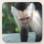 Capuchin Monkey.JPG Drankjes Onderzetter (Voorkant)
