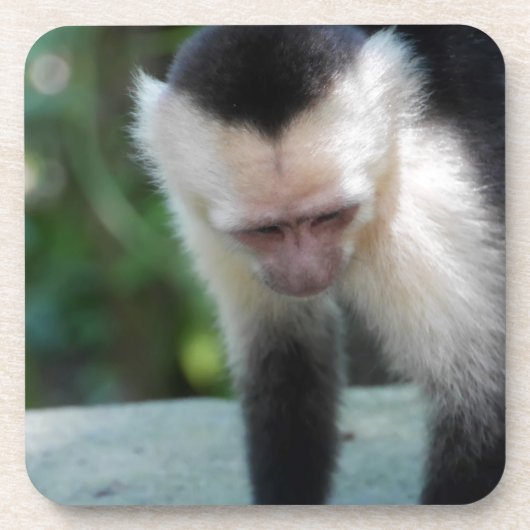 Capuchin Monkey.JPG Drankjes Onderzetter (Voorkant)
