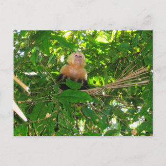 Capuchin Monkey - Manuel Antonio Park, Costa Rica Briefkaart