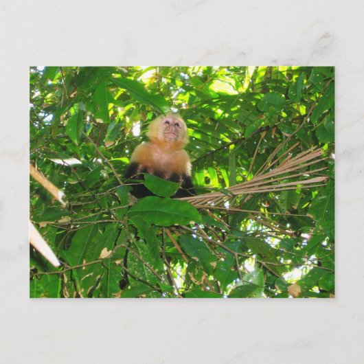 Capuchin Monkey - Manuel Antonio Park, Costa Rica Briefkaart (Voorkant)