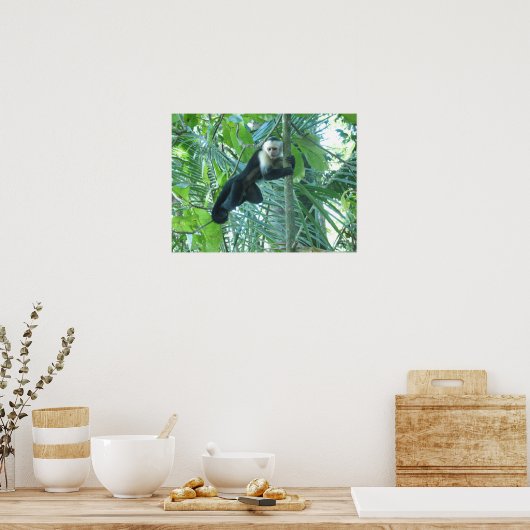 Capuchin Monkey Poster (Keuken)