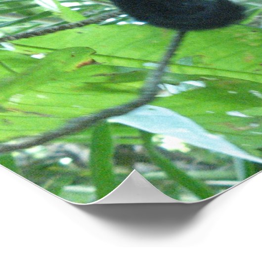 Capuchin Monkey Poster (Hoek)