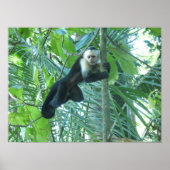 Capuchin Monkey Poster (Voorkant)