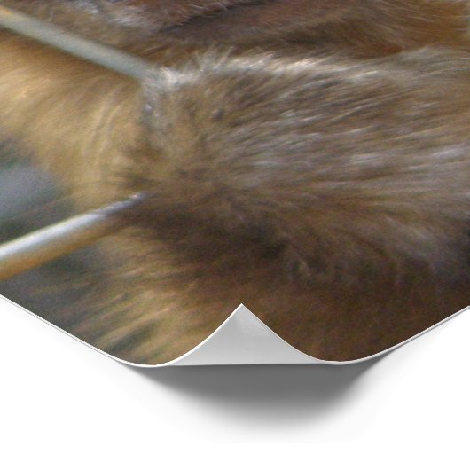 Capuchin Monkey Print (Hoek)