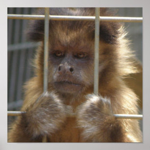 Capuchin Monkey Print
