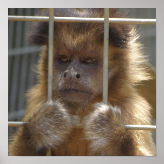 Capuchin Monkey Print (Voorkant)