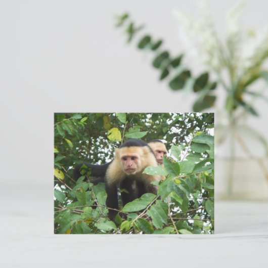Capuchine-apen Briefkaart (Staand voorkant)