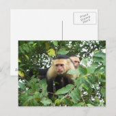 Capuchine-apen Briefkaart (Voorkant / Achterkant)