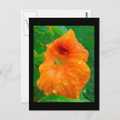 Capucine Briefkaart (Voorkant / Achterkant)