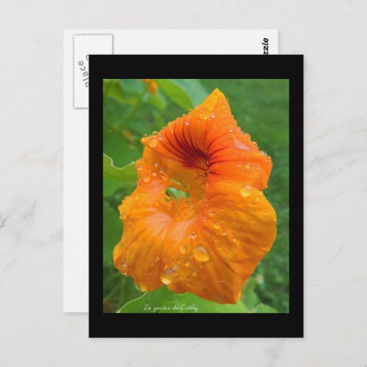 Capucine Briefkaart (Voorkant / Achterkant)