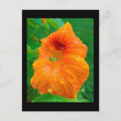 Capucine Briefkaart (Voorkant)