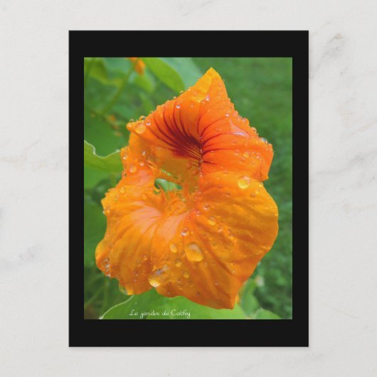 Capucine Briefkaart (Voorkant)