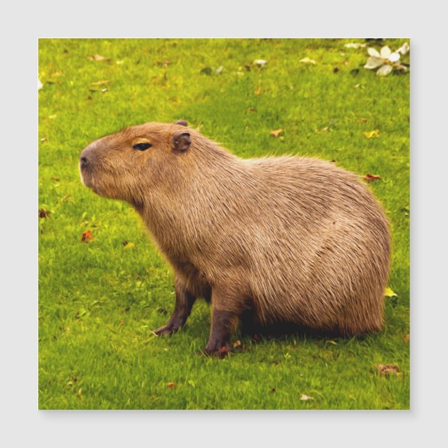 Capybara (Voorkant)