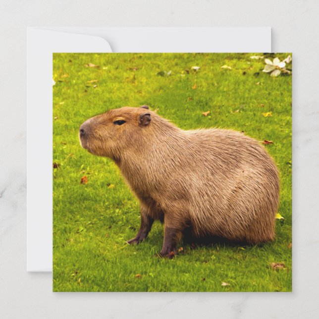 Capybara (Voorkant)