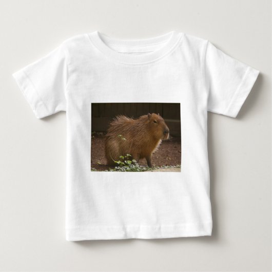 Capybara (Voorkant)