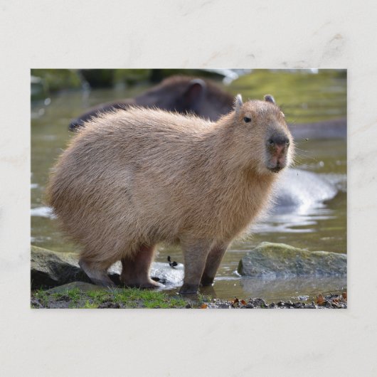 Capybara aan de rand van een vijver briefkaart (Voorkant)
