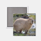 Capybara aan de rand van een vijver magneet (Voorkant / Achterkant)