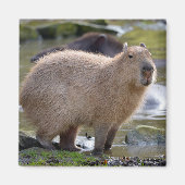 Capybara aan de rand van een vijver magneet (Voorkant)