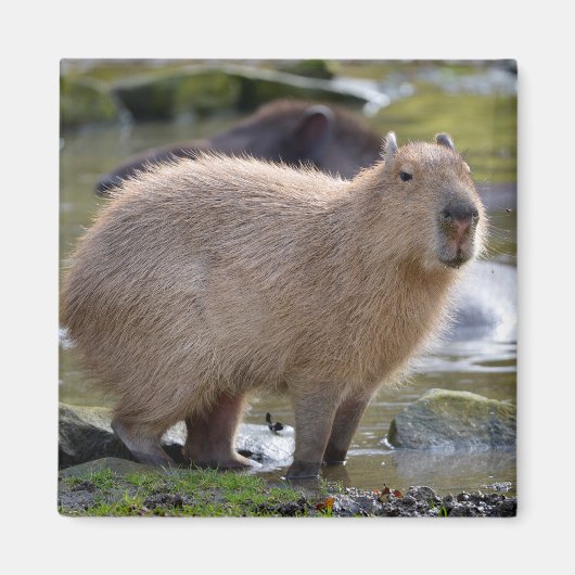 Capybara aan de rand van een vijver magneet (Voorkant)