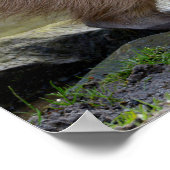Capybara aan de rand van een vijver poster (Hoek)