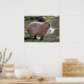 Capybara aan de rand van een vijver poster (Keuken)