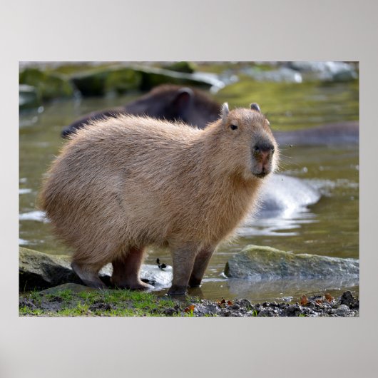 Capybara aan de rand van een vijver poster (Voorkant)