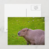 Capybara Ansichtkaart Briefkaart (Voorkant / Achterkant)