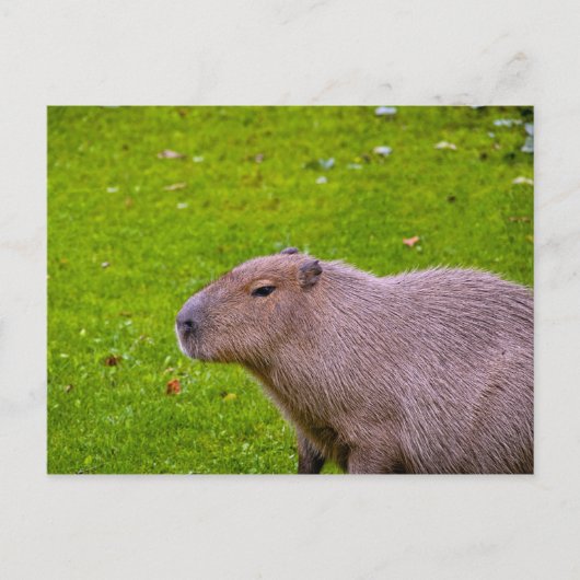 Capybara Ansichtkaart Briefkaart (Voorkant)
