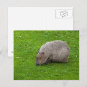 Capybara Ansichtkaart Briefkaart (Voorkant / Achterkant)