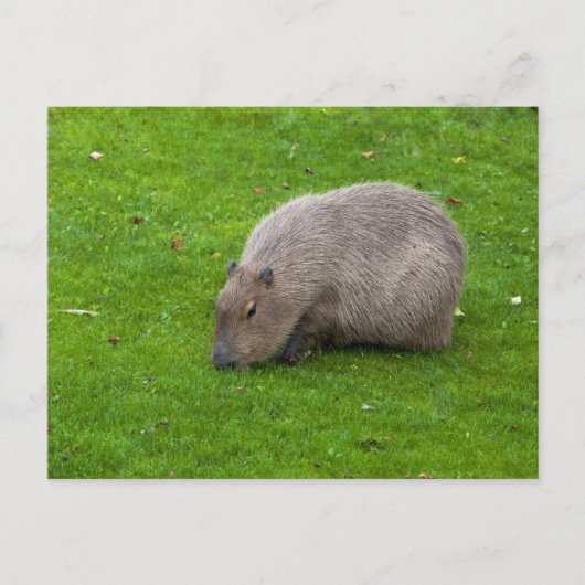 Capybara Ansichtkaart Briefkaart (Voorkant)
