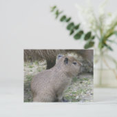Capybara Babay Briefkaart (Staand voorkant)