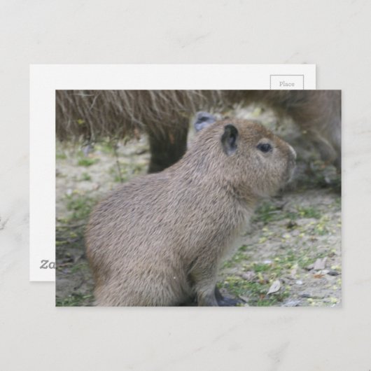 Capybara Babay Briefkaart (Voorkant / Achterkant)