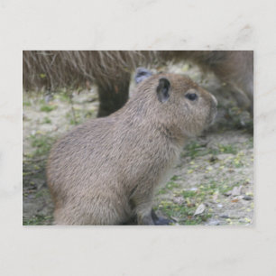 Capybara Babay Briefkaart