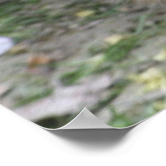 capybara baby poster (Hoek)