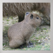capybara baby poster (Voorkant)