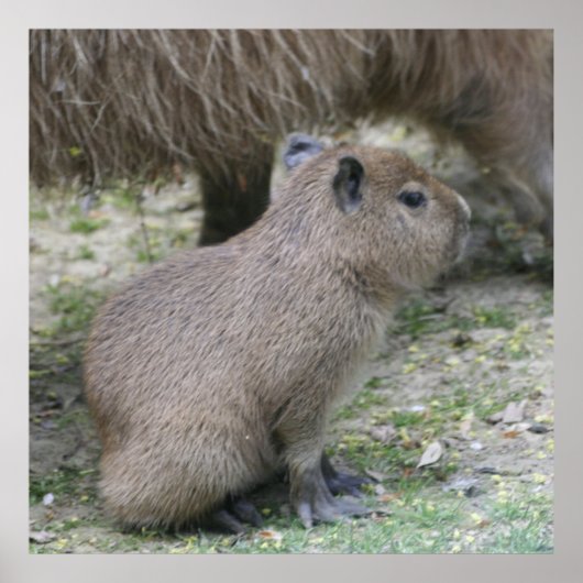 capybara baby poster (Voorkant)