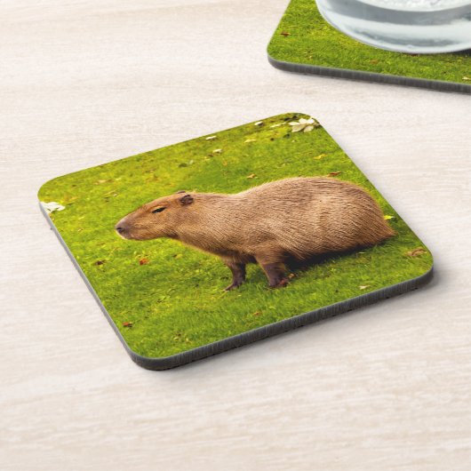 Capybara Bier Onderzetter (Linkerzijde)