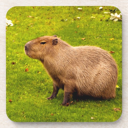 Capybara Bier Onderzetter (Voorkant)
