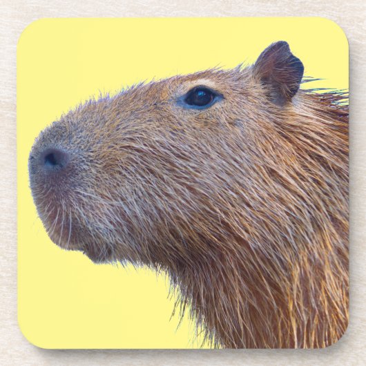 Capybara Bier Onderzetter (Voorkant)
