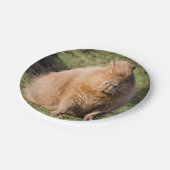 Capybara bord (Gekanteld)