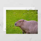 Capybara Briefkaart (Voorkant / Achterkant)