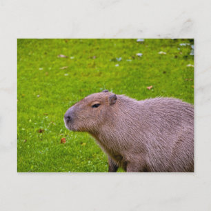Capybara Briefkaart