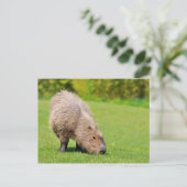 Capybara Briefkaart (Staand voorkant)