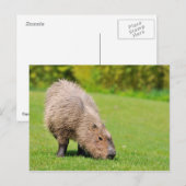 Capybara Briefkaart (Voorkant / Achterkant)