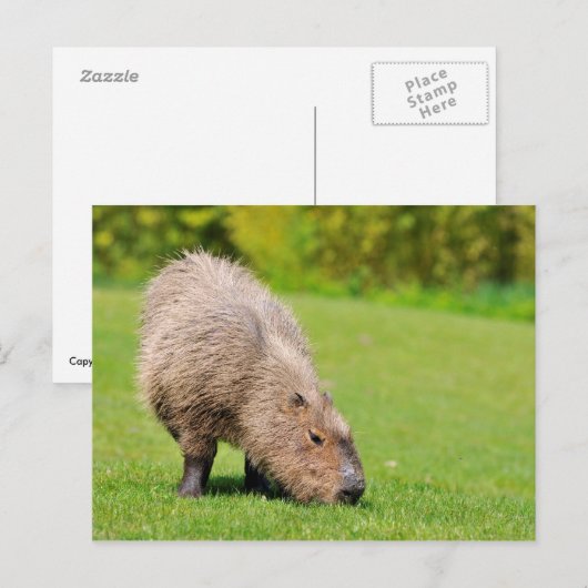 Capybara Briefkaart (Voorkant / Achterkant)