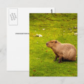 Capybara Briefkaart (Voorkant / Achterkant)