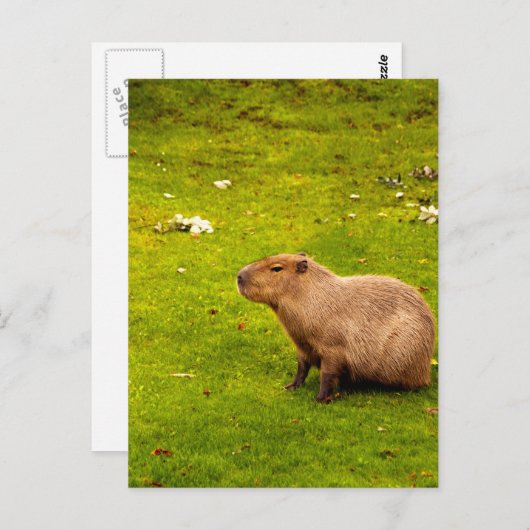 Capybara Briefkaart (Voorkant / Achterkant)