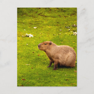 Capybara Briefkaart