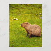 Capybara Briefkaart (Voorkant)